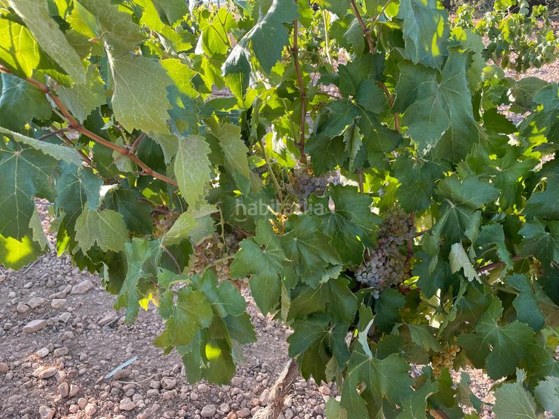 Foto 628d1eb4-e512-48d9-b4cb-8b30ffafe5a7. Finca rústica en Alcázar de San Juan