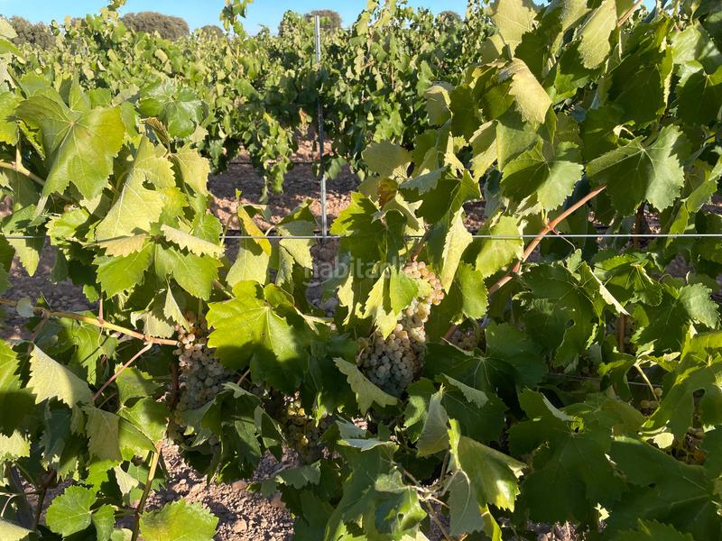 Foto af54cf07-7169-4f5b-919f-2ac7d2a4fba8. Finca rústica en Alcázar de San Juan