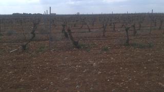 Finca rústica a Mesas (Las)