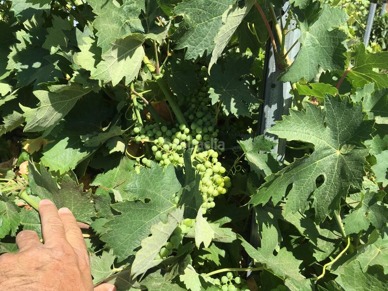 Foto 1e592a0f-0750-427f-8964-f70fd1fcbb0a. Finca rústica a Oso (El)