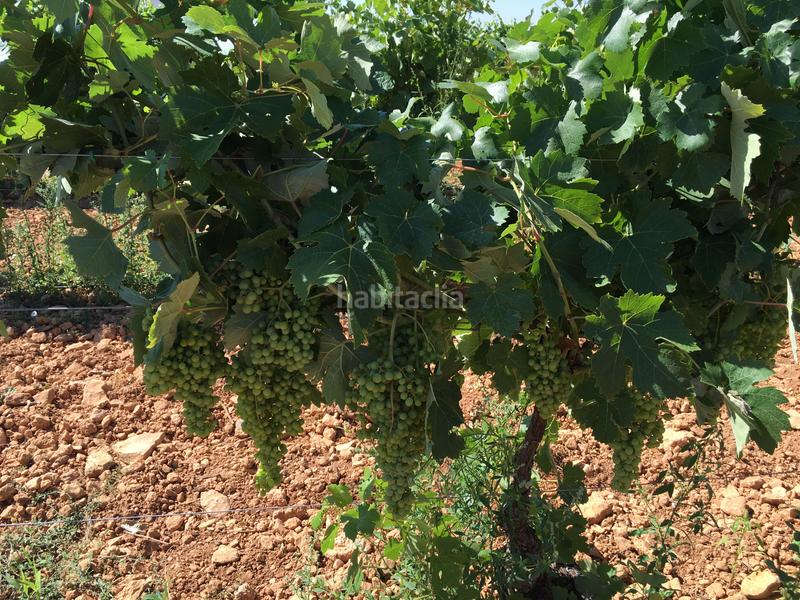 Foto 3871bf7e-f9a9-41b1-8476-b4df084f9ad7. Finca rústica a Oso (El)