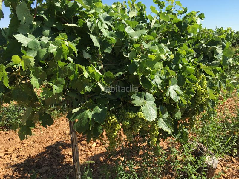 Foto 59e395ca-5b8b-4561-b3d0-c30c1cde6d1e. Finca rústica a Oso (El)