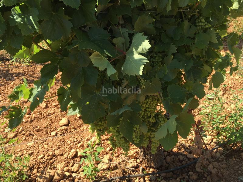 Foto 6181a546-3a69-4c72-9821-2b924a0aafdf. Finca rústica a Oso (El)