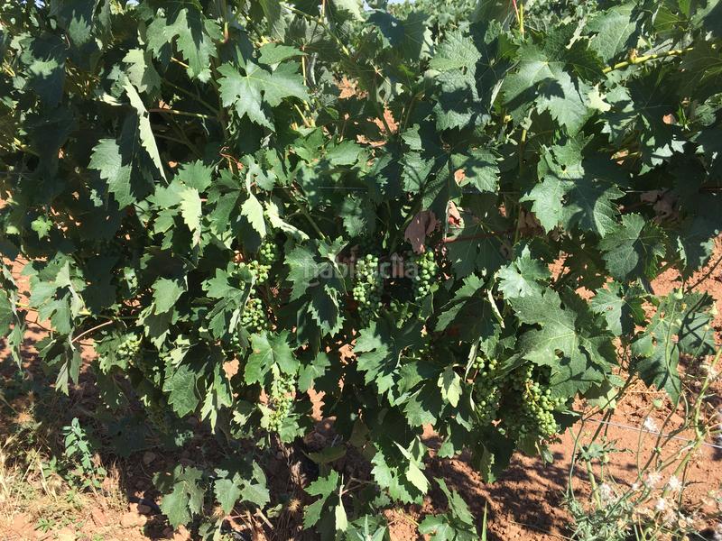 Foto 654d79da-4ad0-451f-bc71-a06a7e7e5807. Finca rústica a Oso (El)