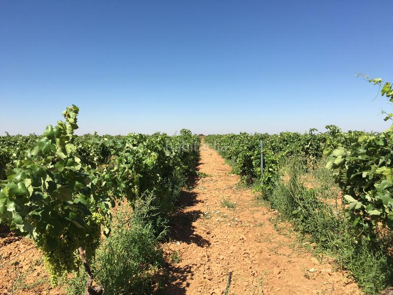 Foto 8d0d6ff1-7be1-40c5-87be-7112681842d0. Finca rústica a Oso (El)