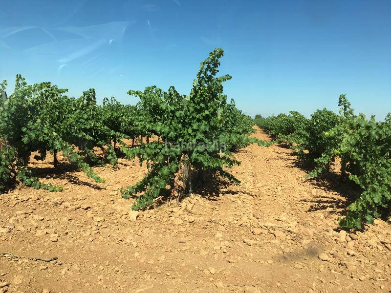 Foto 933f82c2-46a7-40a3-a6f5-c9e4db81d1a1. Finca rústica a Oso (El)