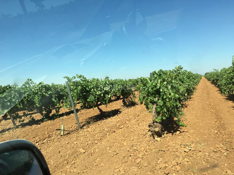 Foto b03c7c28-08b0-4bfa-acba-25984b4c5473. Finca rústica a Oso (El)