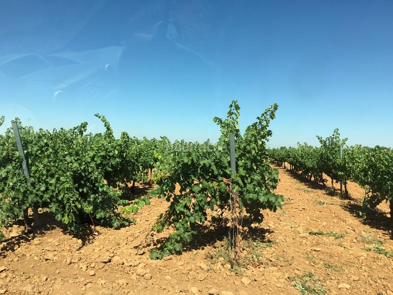 Foto b7fe08bc-3196-4bec-890c-a63a5ac17ac8. Finca rústica a Oso (El)