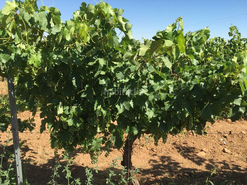 Foto fa340263-e668-4687-a5b0-5c8da69f8844. Finca rústica a Oso (El)