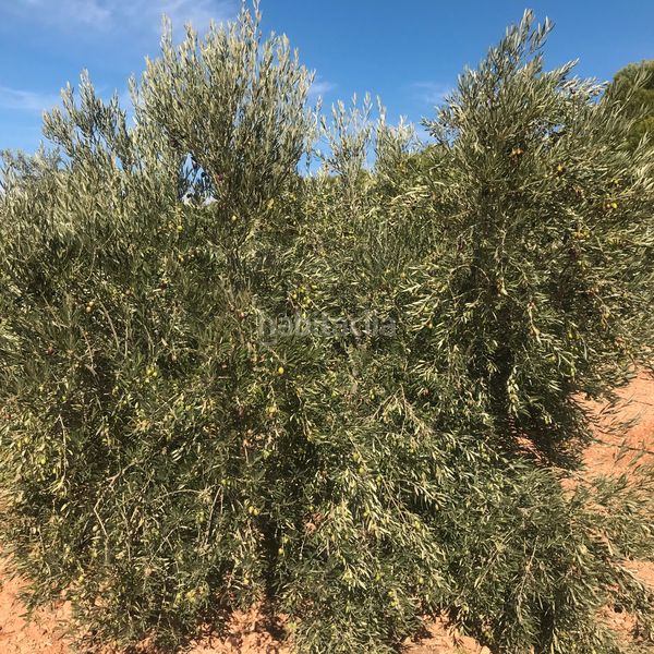 Foto 0d27e9c6-803e-43c5-9986-a452aae7072a. Finca rústica en Tomelloso