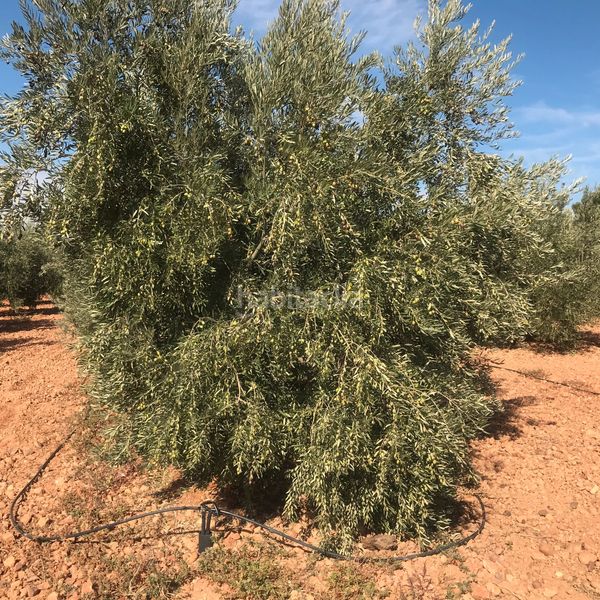 Foto 261f6b05-3556-475f-9646-5a8599999ac3. Finca rústica en Tomelloso