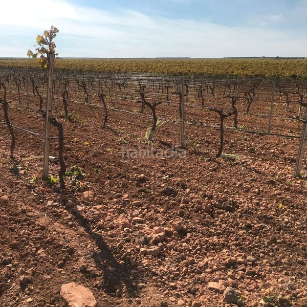 Foto 40857edc-4964-44e7-be94-94e0cdd64344. Finca rústica en Tomelloso