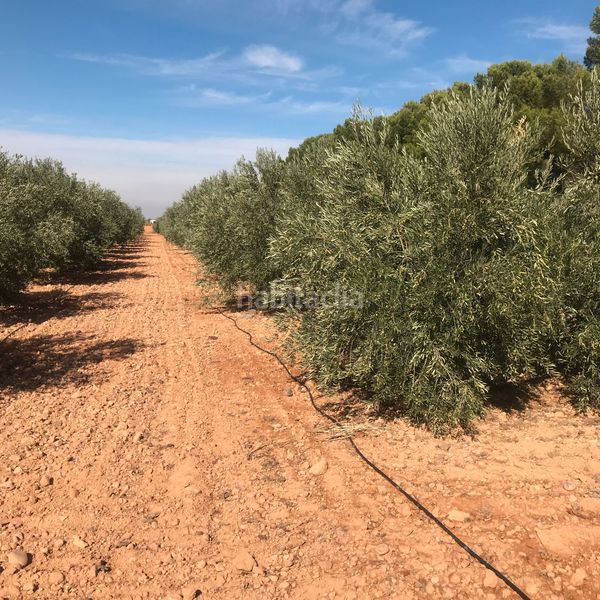 Foto 5bb8067e-6bc0-449b-9e98-14af6a01e7d5. Finca rústica en Tomelloso