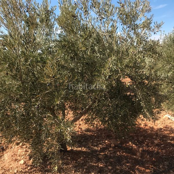 Foto 7be8bc15-ea0d-4e2a-9eec-6f5e3debd737. Finca rústica en Tomelloso