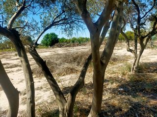 Finca rústica a La Foia - Daimés - Asprella