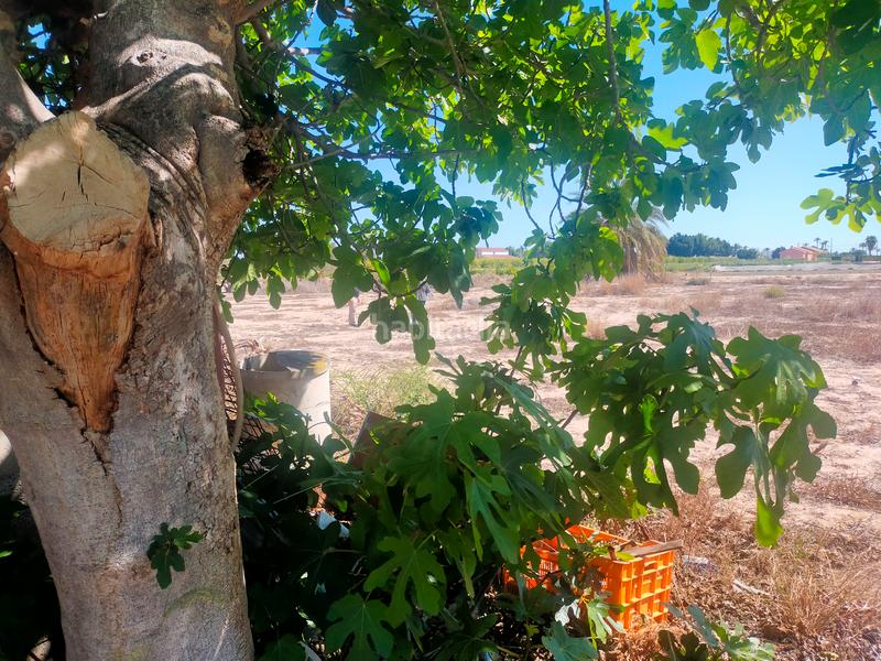 Foto fc7be400-52b6-427e-8091-d4282d58f4fc. Propriété dans La Foia - Daimés - Asprella Elche / Elx