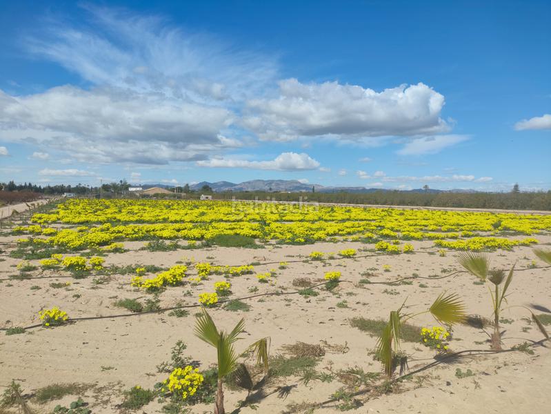 Foto ad03b9af-7c05-48da-b8b9-89273c5c2aca. Terreno residencial en Los Arenales del Sol Elche / Elx