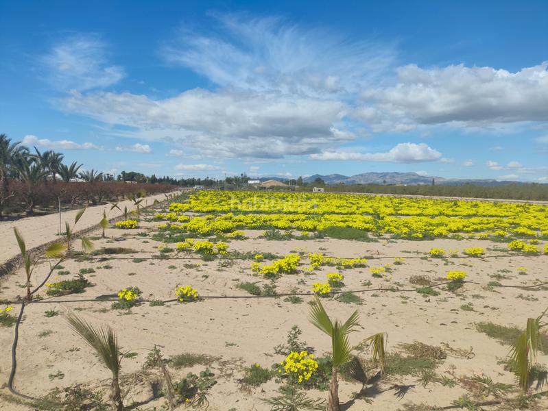 Foto a3b974f8-7764-4ae1-b8d0-57e5b7088617. Terreno residenziale in Los Arenales del Sol Elche / Elx