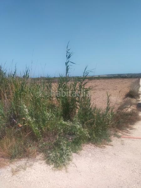 Foto 43a676b6-26d0-4296-86c2-718431fbacdf. Fondo rustico in La Foia - Daimés - Asprella Elche / Elx