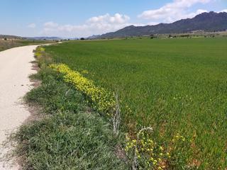 Fondo rustico in Yecla