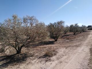 Finca rústica a La Marina