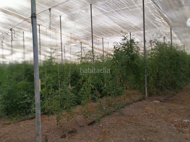 Foto 2cedc6ed-ab6d-43e9-98cc-4eb91014c43a. Terrain résidentiel dans La Foia - Daimés - Asprella Elche / Elx