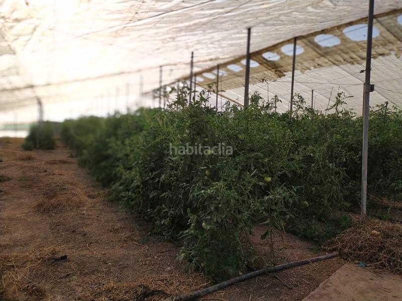 Foto dba3e1a5-52ef-4b12-8078-3daa818ecd42. Terrain résidentiel dans La Foia - Daimés - Asprella Elche / Elx