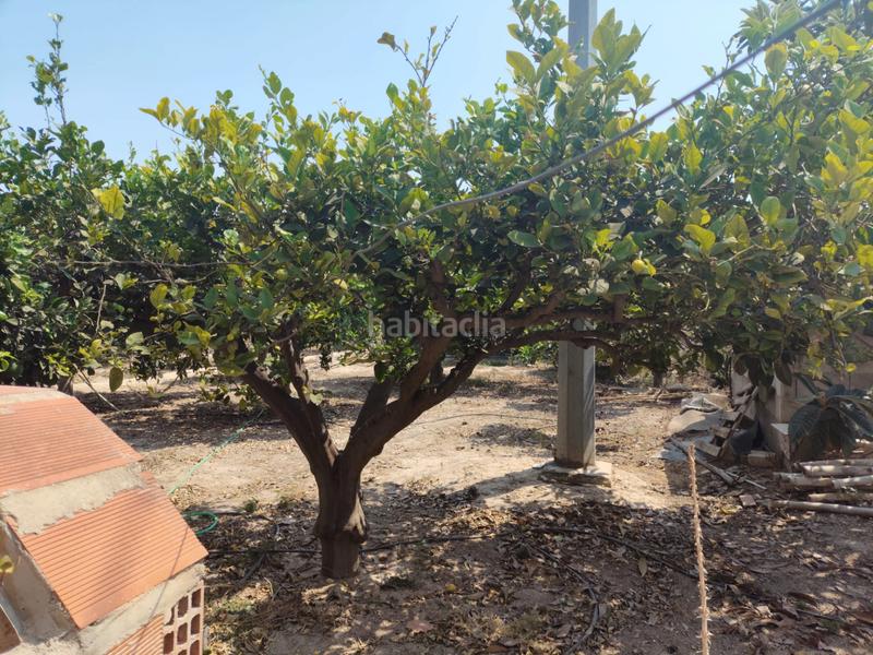 Foto 4b7bb025-c6b1-43ce-b1c1-70b218e049d7. Casa adosada  en algorós con frutales en Elche / Elx