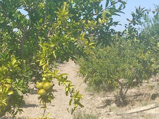 Finca rústica a La Foia - Daimés - Asprella
