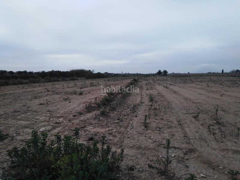 Foto 4385023a-97af-43dc-b91a-6866d59ccb8a. Finca rústica a La Marina Elche / Elx