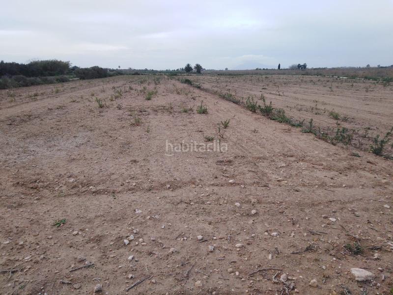 Foto a9d8eeac-c5ba-4174-81c1-b9d67e06c7ca. Finca rústica a La Marina Elche / Elx