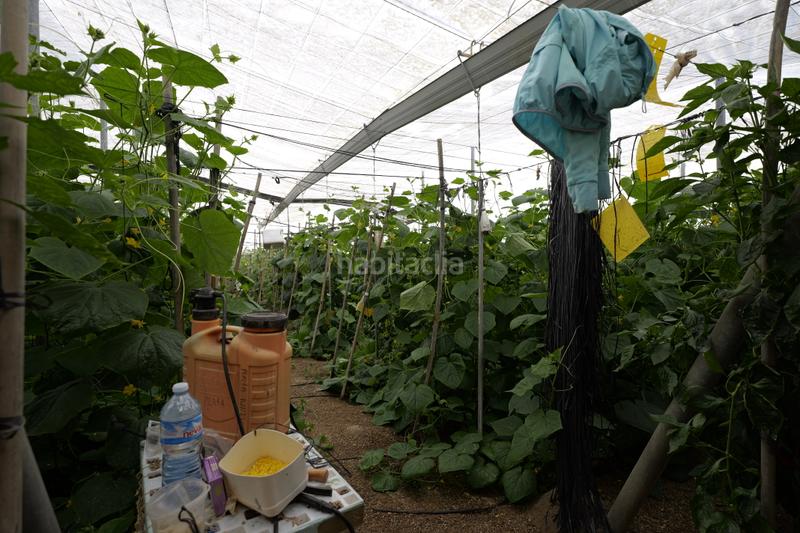 Foto 004d06d3-b2f1-46c5-b669-40698f71f80a. Propriété dans paraje cabriles 37 dans Ejido Sur Ejido (El)