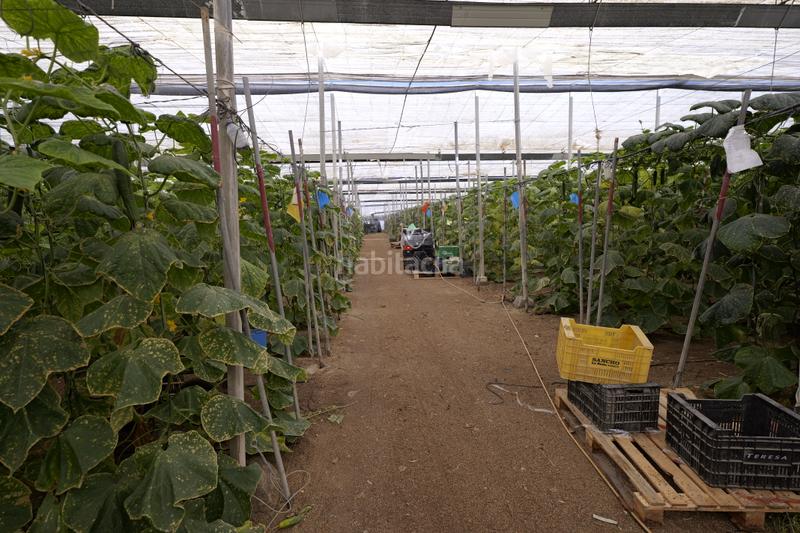 Foto 765a8a84-00ea-4a04-9548-32e535f9b032. Finca rústica en paraje cabriles 37 en Ejido Sur Ejido (El)