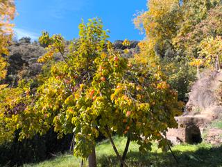 Rural plot in Calle san pedro 10
