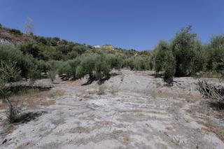 Fondo rustico in Barrio alto 64
