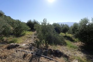 Propriété à Calle sierpe 1