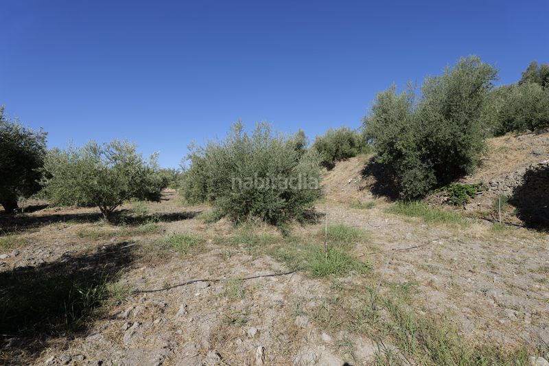 Foto 68d90b4a-d4d1-41d7-8c0f-54c68106378f. Finca rústica en calle sierpe 1 en Nevada