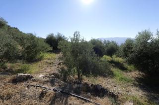 Fondo rustico in N/a