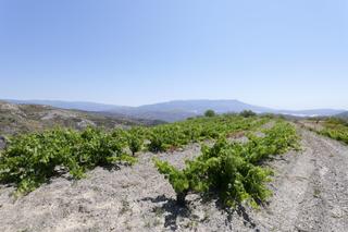 Rural plot in Calle antonio manzano 19