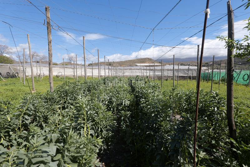 Foto 698bc7f2-1963-4b98-9169-caab721b83c8. Propriété dans calle la carreterilla 9 dans Berja