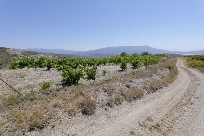 Foto 10b7389d-fe98-44ac-8047-d11358598202. Finca rústica a n/a a Murtas