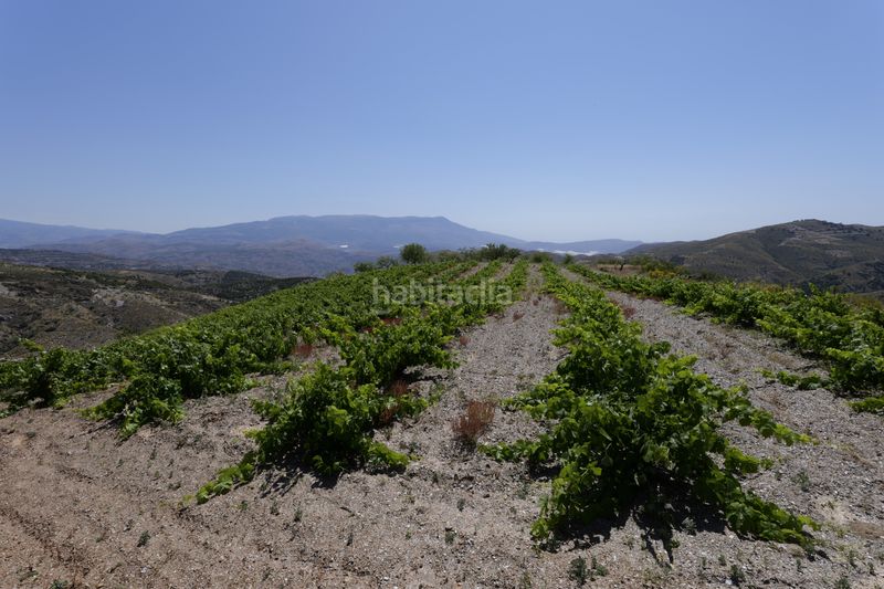 Foto 16af7eec-2386-4bed-8379-4e757acbe028. Finca rústica a n/a a Murtas
