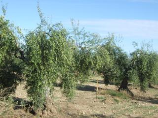Rural plot in Calle fuente de cantos 41
