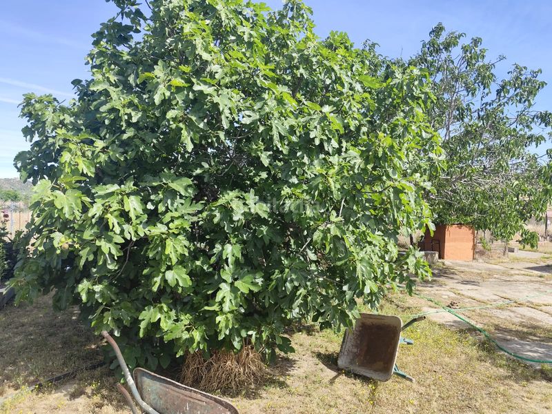 Foto fbd3133f-c9c4-447b-957f-19dd483d37c0. Finca rústica a lugar diseminado 36 a Lapa (La)