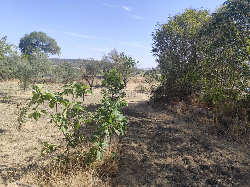 Foto 2c5f502f-e7e9-4440-989d-4ca05a5f33ff. Finca rústica a diseminado peralas 39 a Zafra