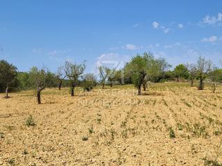 Finca rústica a Traiguera. Finca rustica en venta en termino municipal de traiguera