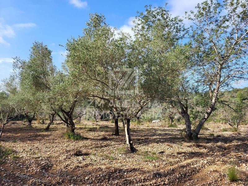 Foto 0609d798-03c9-4cff-ac7d-056effbd1f74. Finca rústica finca rustica en venta en Cervera del Maestre