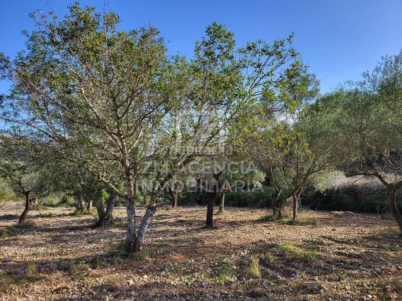 Foto 43535a90-c2b8-43f7-9a64-291521da2e8e. Finca rústica finca rustica en venta en Cervera del Maestre