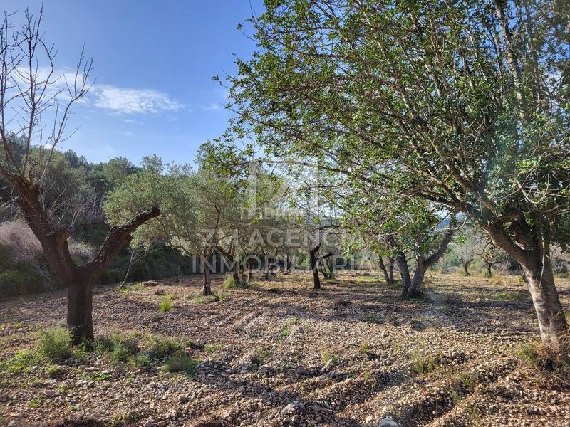 Foto 80f38b30-de3c-4996-b5f0-97354326f10f. Finca rústica finca rustica en venta en Cervera del Maestre