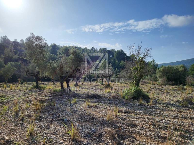 Foto b0da8296-373b-4de6-bff8-c40003638486. Finca rústica finca rustica en venta en Cervera del Maestre